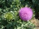 Milk  Thistle P.E